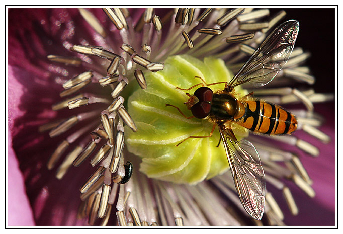 Blümchen und Bienchen #2