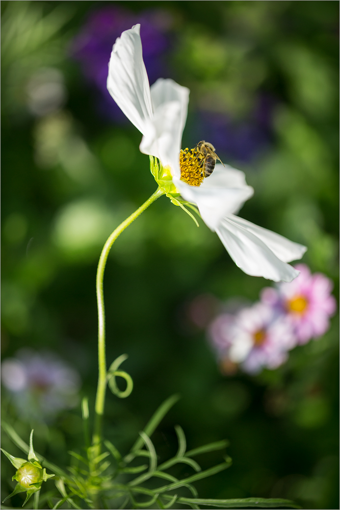 Blümchen und Bienchen