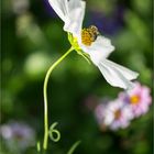 Blümchen und Bienchen