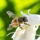 Blümchen und Bienchen