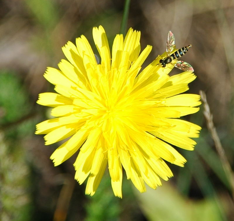 Blümchen und Bienchen....