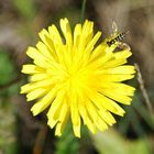 Blümchen und Bienchen....