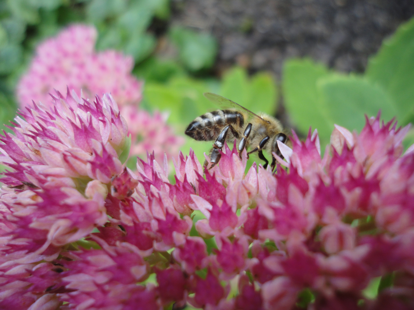 Blümchen und Bienchen