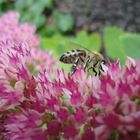 Blümchen und Bienchen