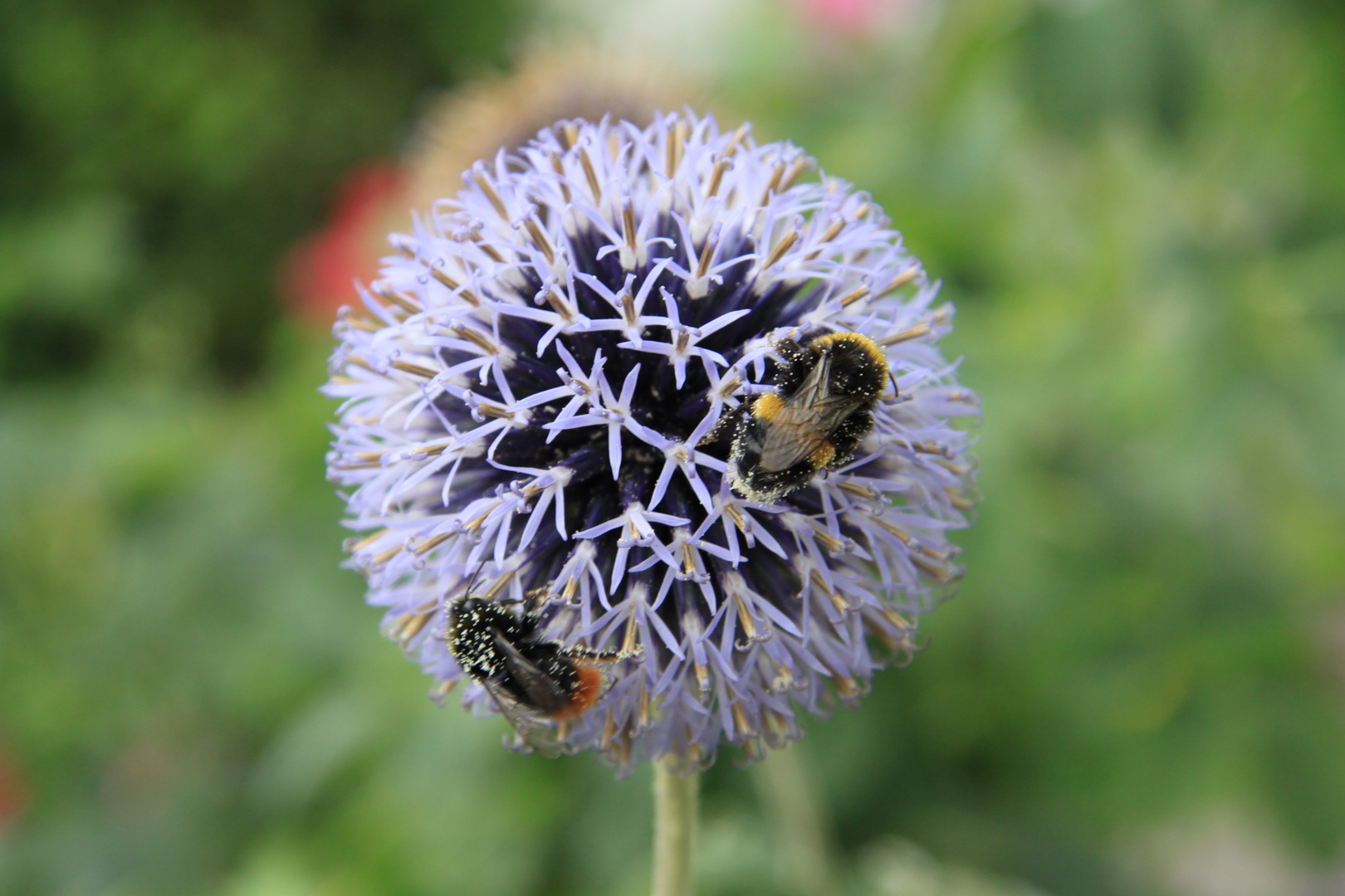 Blümchen und Bienchen !