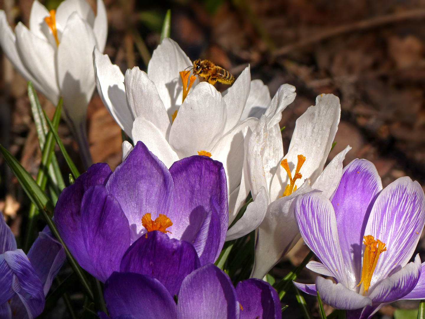 Blümchen und Bienchen