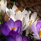 Blümchen und Bienchen