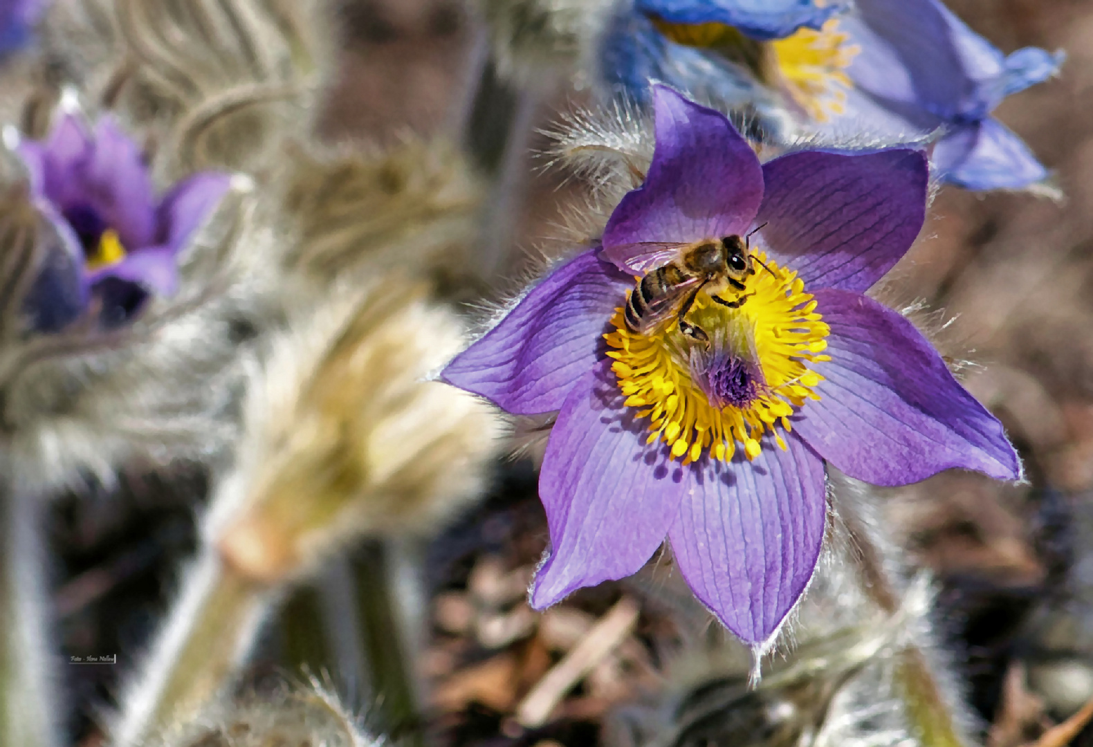 Blümchen und Bienchen 