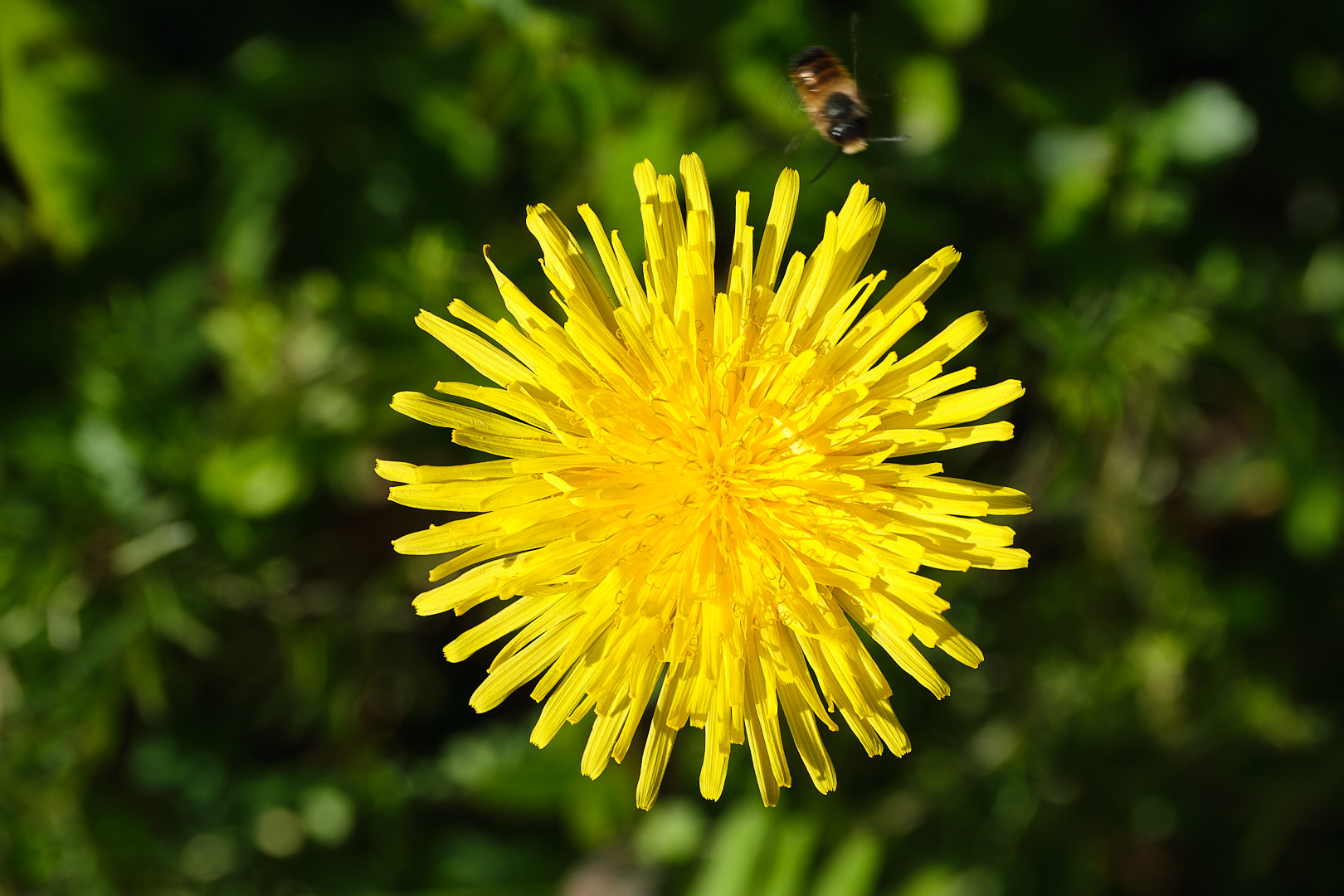 Blümchen und Bienchen