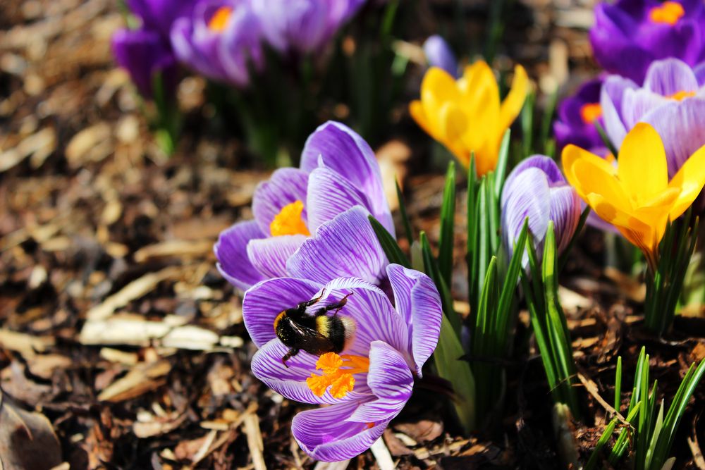 Blümchen und Bienchen von Bochum1 