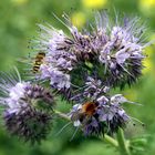 Blümchen und Bienchen