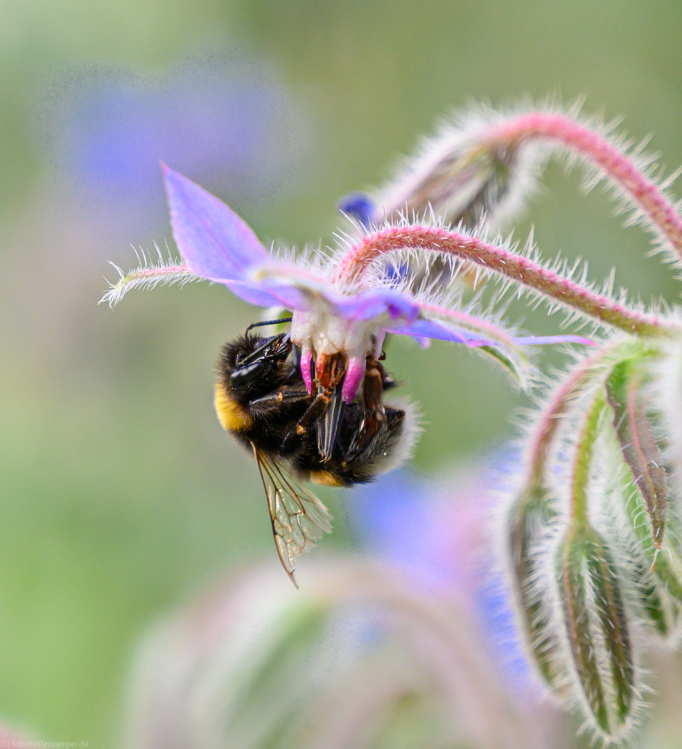 Blümchen und Bienchen