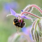 Blümchen und Bienchen