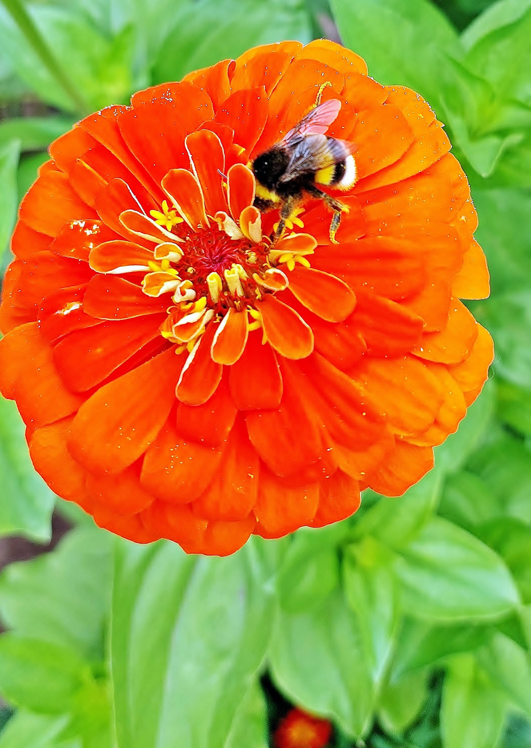 Blümchen und Bienchen (Hummelchen)