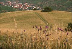  Blümchen und Falter...