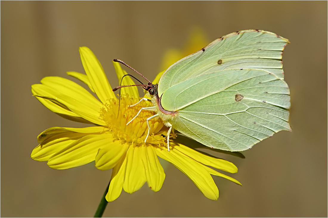  Blümchen und Falter