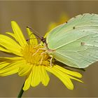  Blümchen und Falter