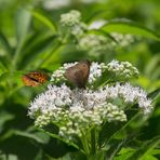 Bluemchen und Falter in den Bergen