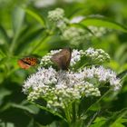 Bluemchen und Falter in den Bergen