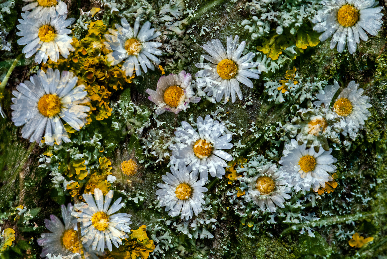 Blümchen und Flechten