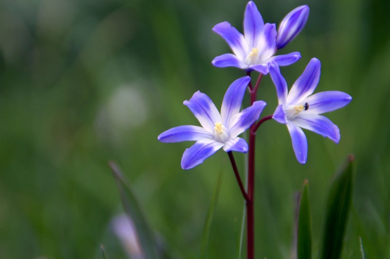 Blümchen und Käfer