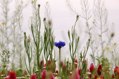 Blümchen und Klee im "Raps-Wald"