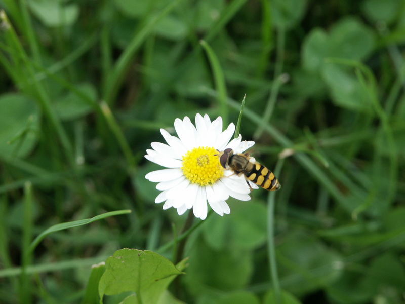 Blümchen und sein Besucher