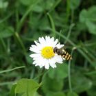 Blümchen und sein Besucher