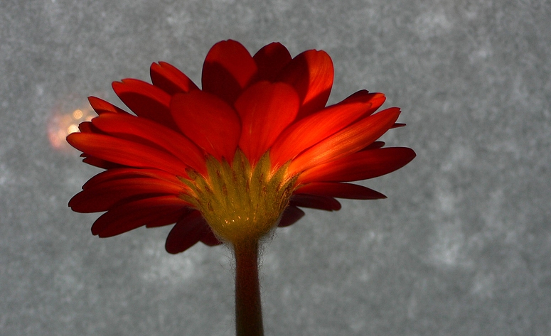 ...Blümchen unter`m Winterkleid...