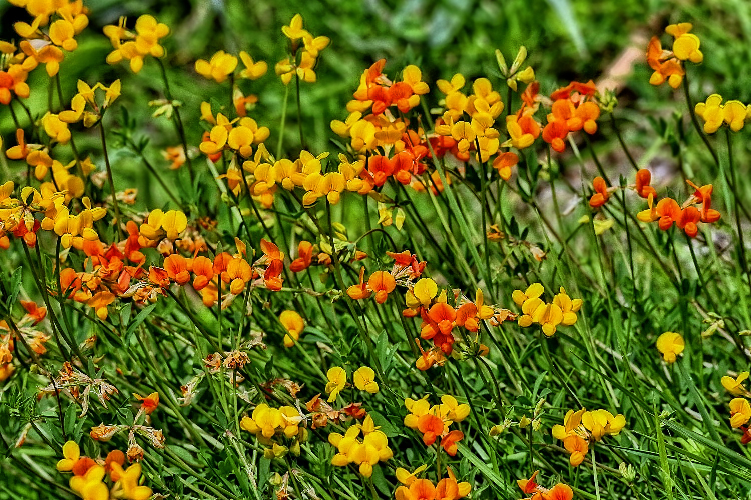 "Blümchen ..... viele Blümchen" - aber WELCHE eigentlich?