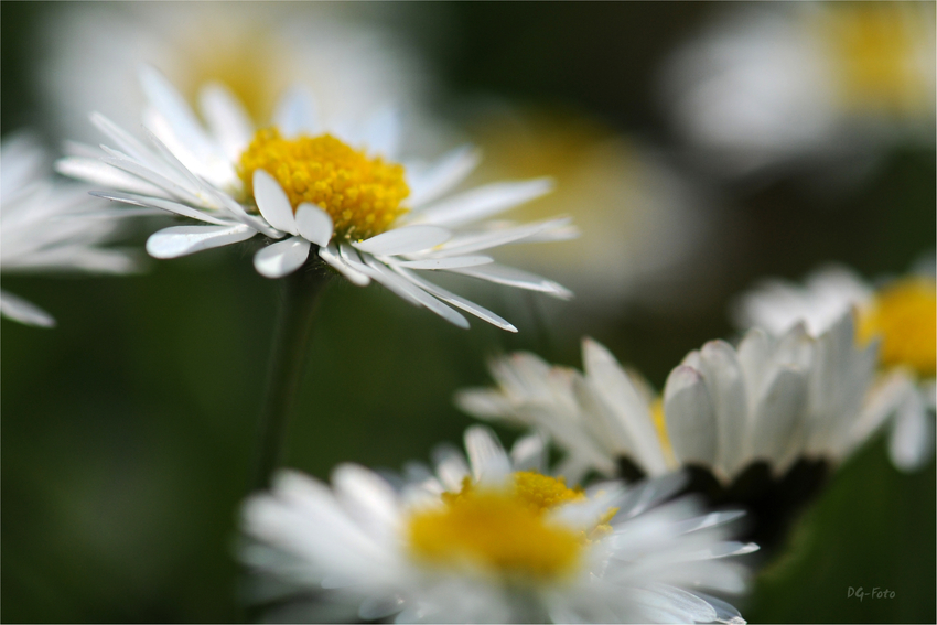 Blümchen vom Osterspaziergang