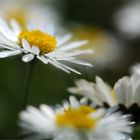 Blümchen vom Osterspaziergang