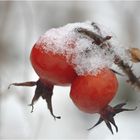 Blümchen von gestern...