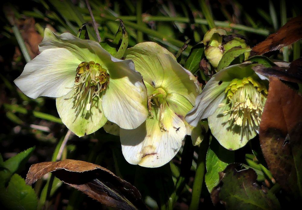 Blümchen von heute