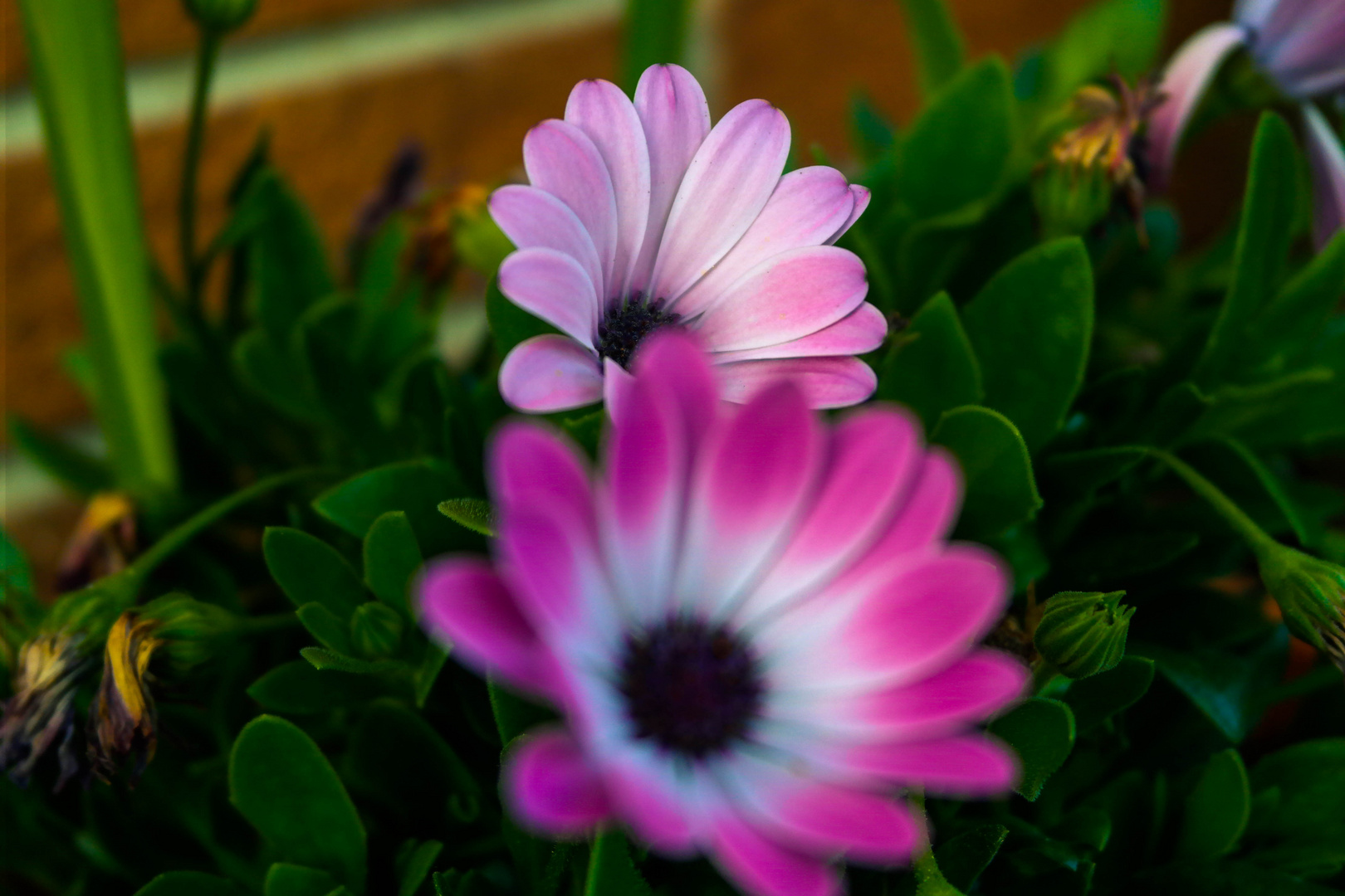 Blümchen vor dem Haus