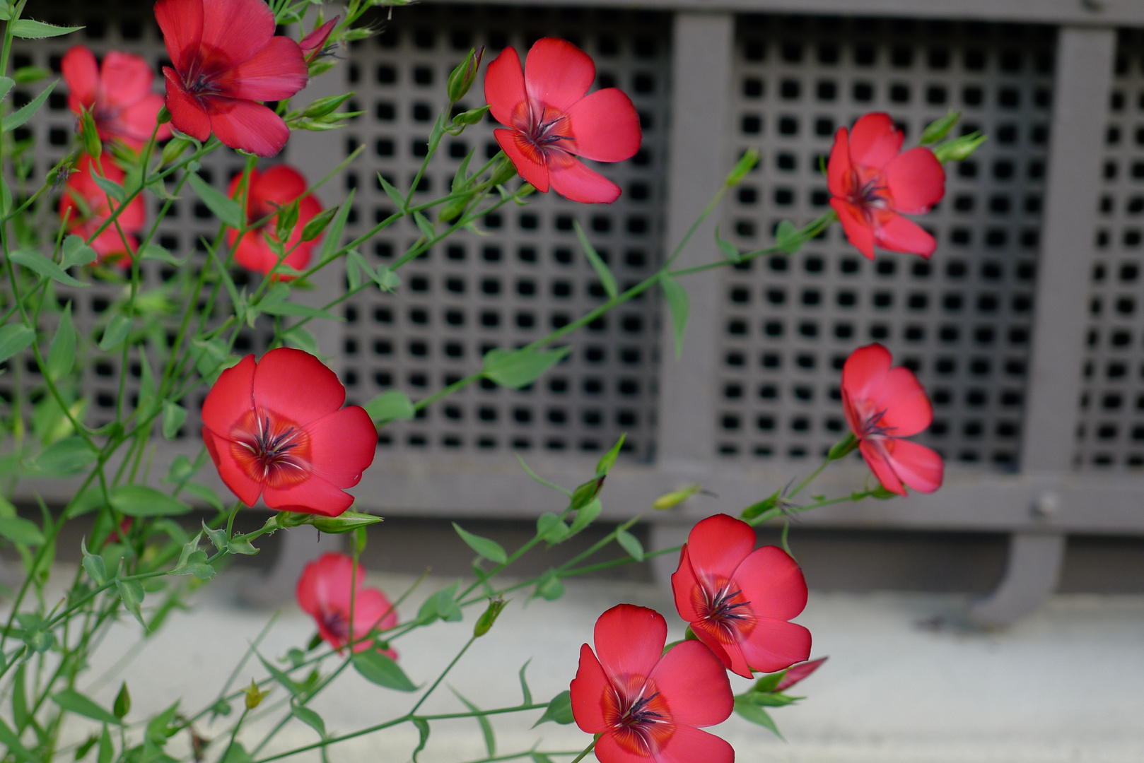 Blümchen vor dem Kellerfenster ...