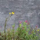 Blümchen vor dem Krater des Vesuv