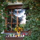 Blümchen vorm Fenster