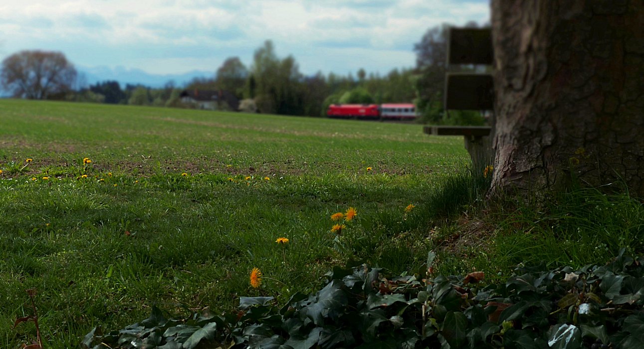 Blümchen wachsen sehen