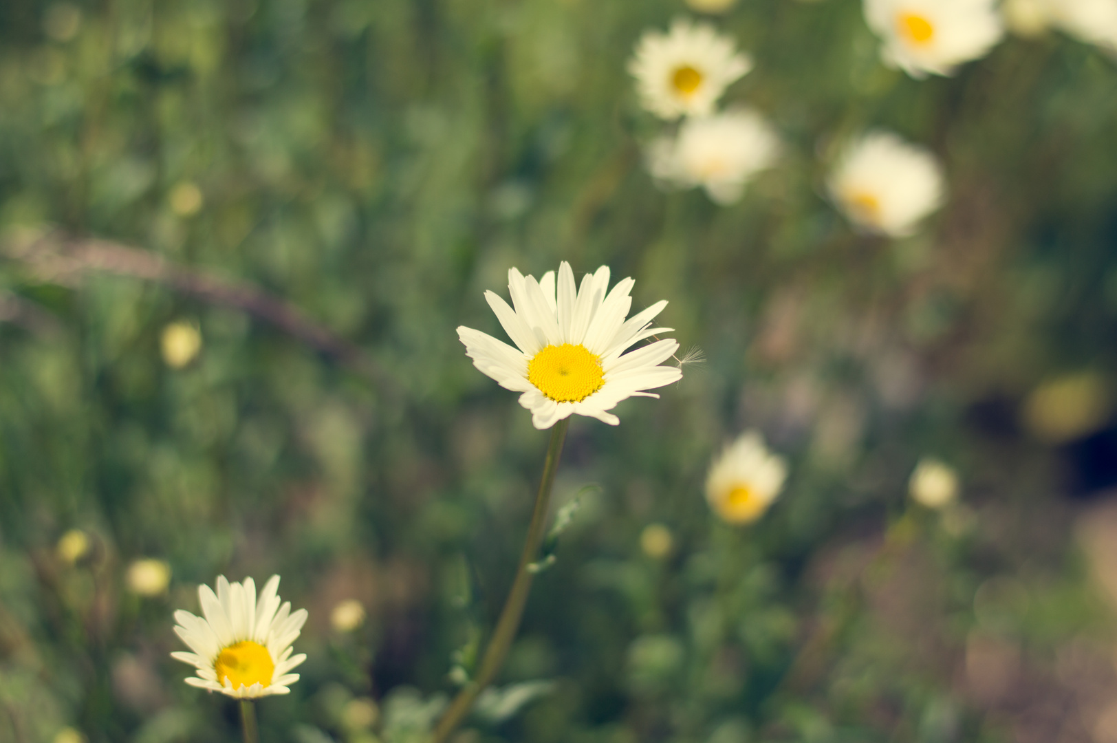 Blümchen wieder Blümchen