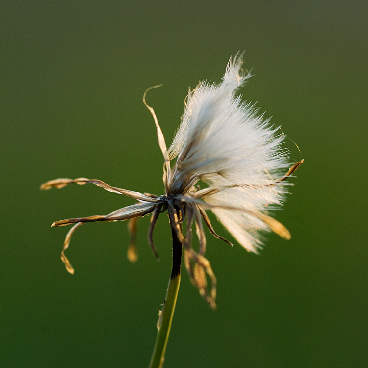 Blümchen X