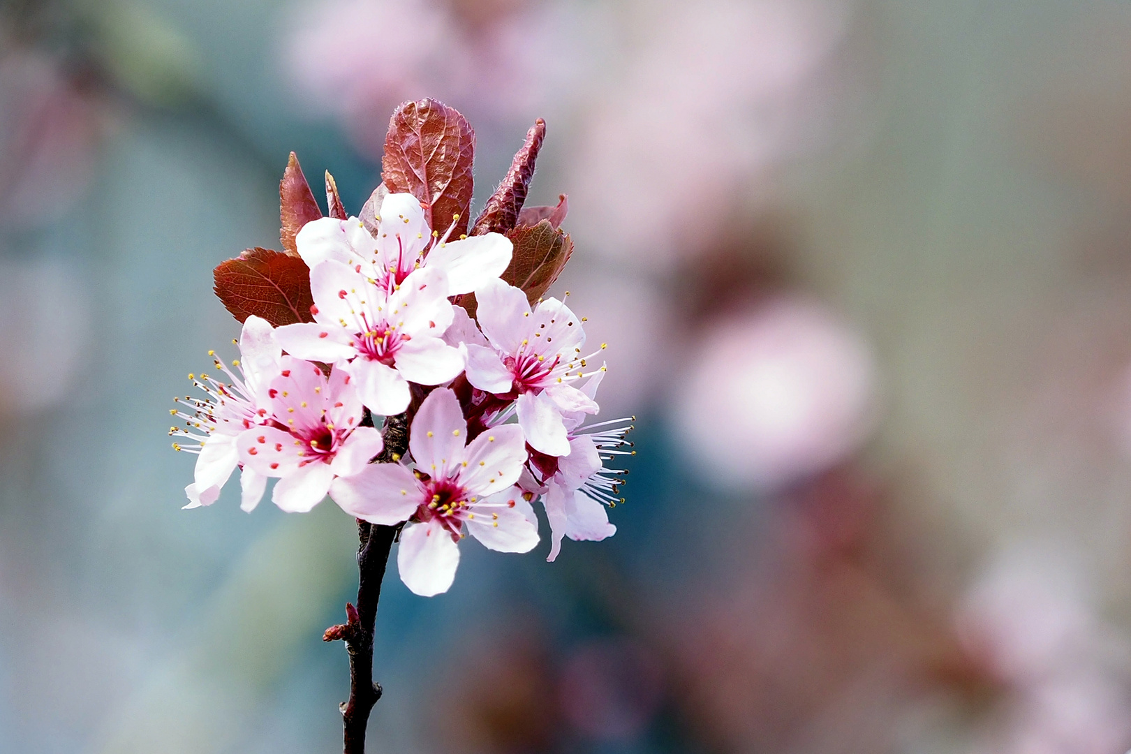 Blümchen zart in den Himmel ragt