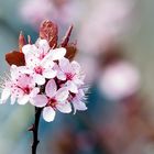 Blümchen zart in den Himmel ragt