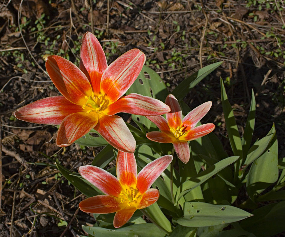 Blümchen zu Ostern