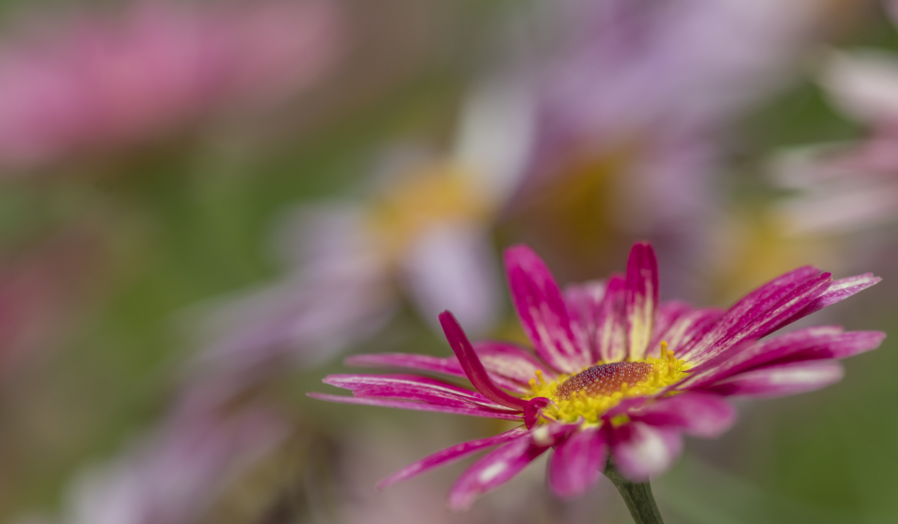 Blümchen zu Pfingsten