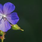 Blümchen zum Donnerstag