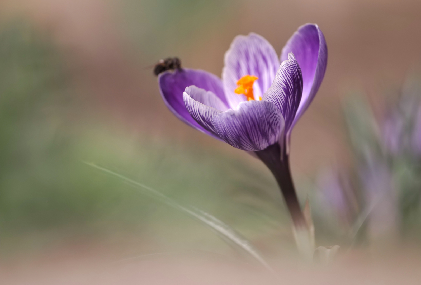 Blümchen zum heutigen Tag