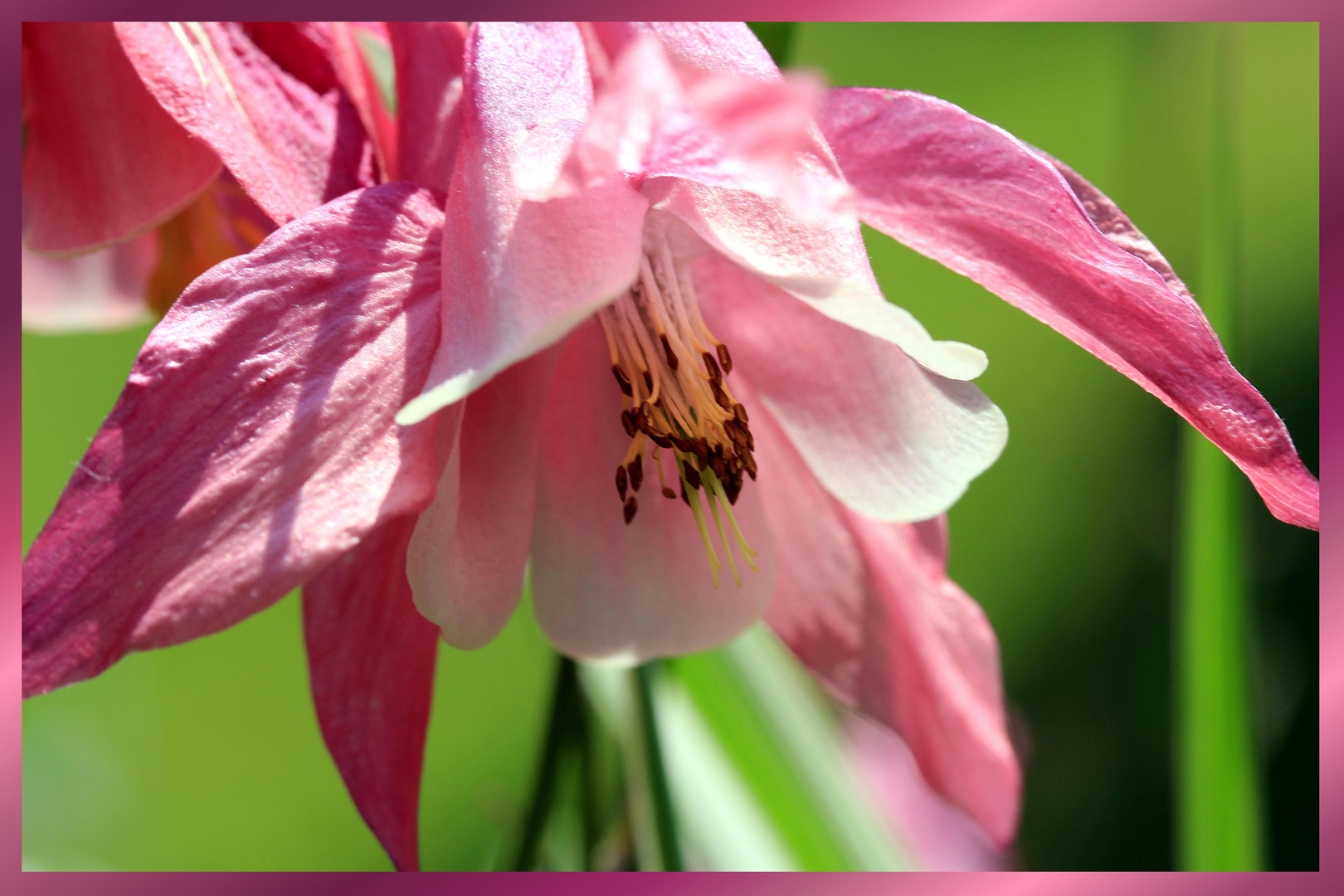 Blümchen zum Mittwoch