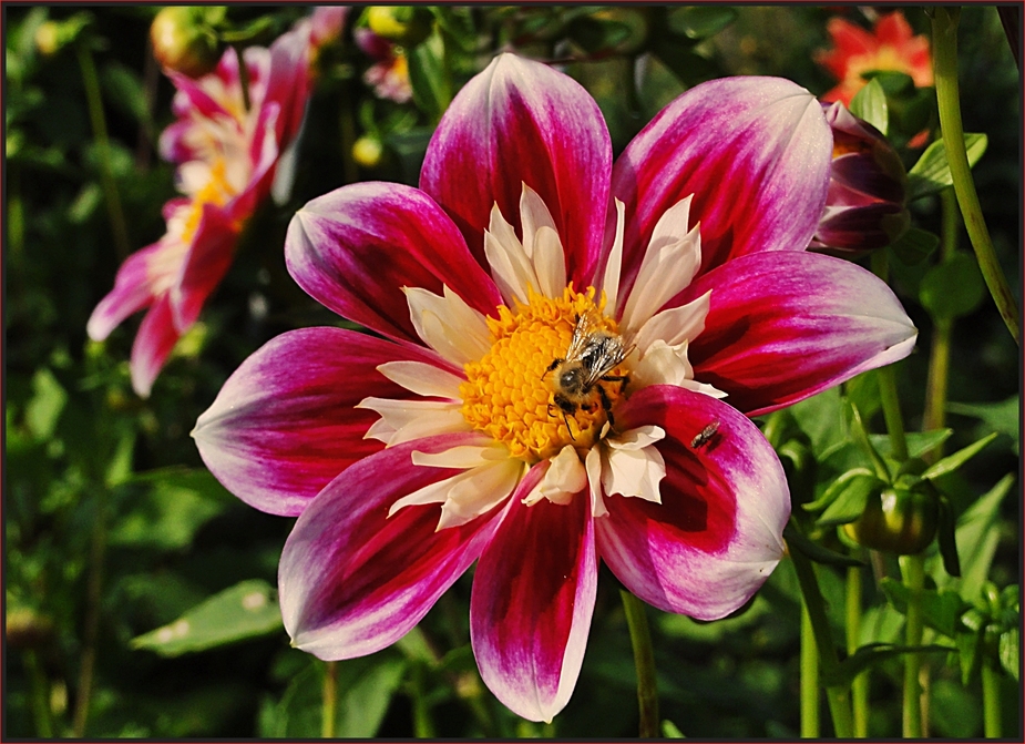 Blümchen zum Mittwoch