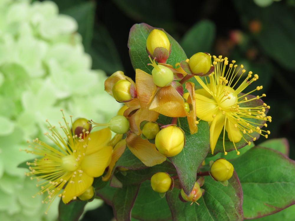 Blümchen zum Mittwoch